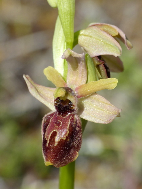 Ophrys precoci nellAbruzzo sud orientale 2022